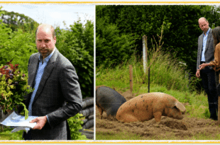Prince William during a Devon visit meeting a pig named Ginger Spice and tasting strawberries