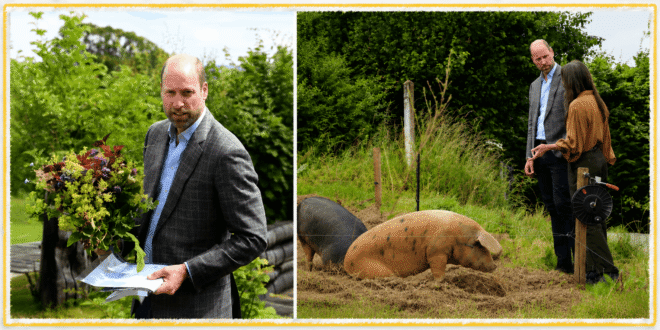 Prince William during a Devon visit meeting a pig named Ginger Spice and tasting strawberries